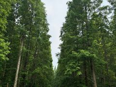 -黄海国家森林公园