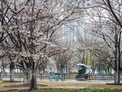 -武汉大学-樱园