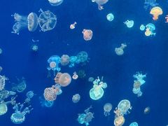 -江和美海洋公园