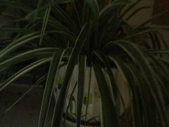 -秦美花卉(天朗·莱茵小城2期店)