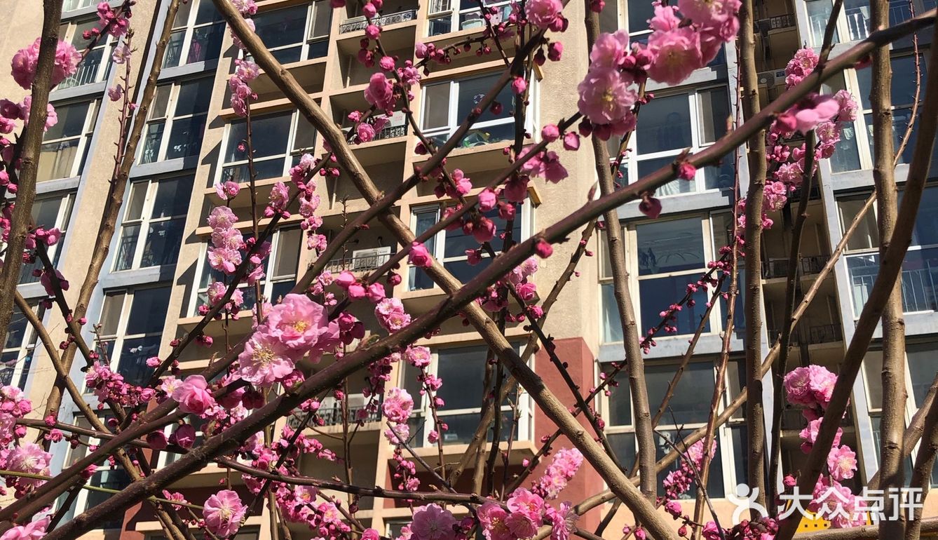 好想去公园看看花看看草