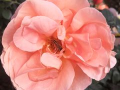 -人民公园(罗湖区)