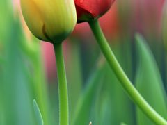 2Z0A5054-洛阳郁金香牡丹园