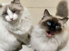 -藏猫猫咖啡主题馆(中央大道店)