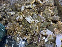 -聚盛源蒸汽海鲜火锅烤肉自助(巨川金海岸购物广场店)