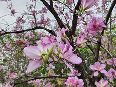 -广东花都湖国家湿地公园