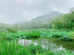 -西湖风景区-江洋畈生态公园