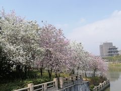 -海珠湖公园