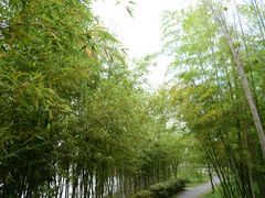 -杏花村文化旅游区