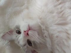 -猫大福·Fortune Cat猫舍(百子湾店)