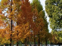 -白鹭湾湿地公园