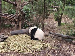 景点-成都大熊猫繁育研究基地