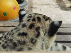 -青藏高原野生动物园