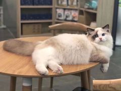 -萌兽医馆·眼科·异宠专科(三里屯店)