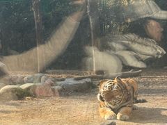 -上海野生动物园老虎餐厅