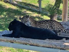 -西霞口神雕山野生动物世界