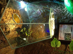 3.5-上海大自然野生昆虫馆