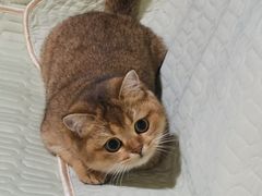 -谐和益家动物医院·免疫绝育·血液透析·宠保定点医院(高新伊藤分院)