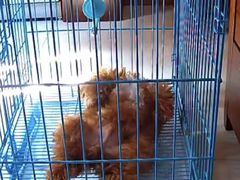 -翊宠yipet猫狗购宠庄园犬舍•猫舍