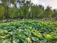 -莲花池公园