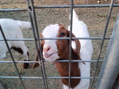 -意大利农场度假村