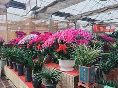 -秦美花卉(天朗·莱茵小城2期店)