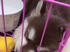 -宠颐生宠物医院外科·内科·皮肤科·影像科(石龙店)