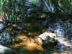 -聚龙山公园