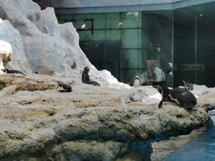 -帝企鹅自助餐厅•儿童岛•真企鹅(长隆企鹅酒店)