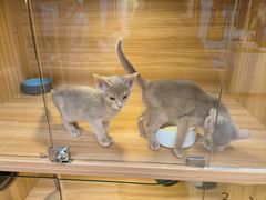 -猫十亿·布偶金渐层·曼基康矮脚猫舍(青年路店)