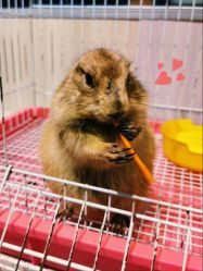 -Moni星球萌宠·小马宝莉·灵蛇·高端高阶全萌宠互动体验俱乐部(红豆国际广场店)