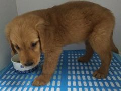 -宠颐生动物医院·心脏科·保险定点(锦阳分院)