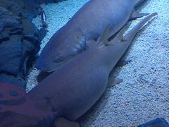 -烟台海昌鲸鲨海洋公园