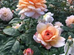 -人民公园(罗湖区)