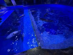 -上海海昌海洋公园-冰山北极馆