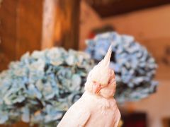 -点绛唇(鼓楼店)