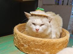 -喵喵咪呀布偶猫咖(春熙路店)