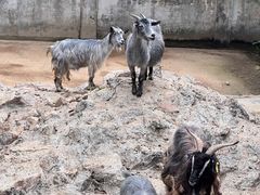 -深圳野生动物园