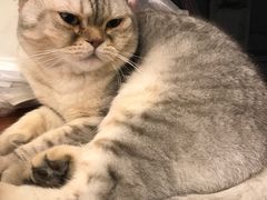 -猫咪博物馆(顶澳仔猫街店)