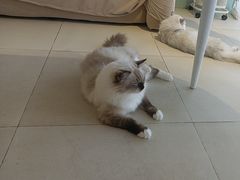 -怪兽屋·羊驼·猫咖·狗咖(俊华广场店)