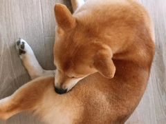 -浣熊柯尔鸭土拨鼠·电玩咖