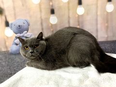 -Oh My Dog宠物沙龙(伊珊娜皮毛护理店)