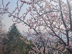 -北京凤凰岭
