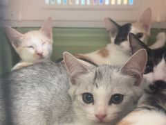 -瑞派旺宝宠物医院·犬猫全科综合·尿道专科(莲兴院)