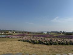 -空港花田景区