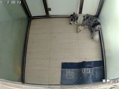 -趣玩宠物乐园寄养训犬训狗游泳池