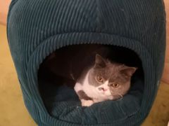 -滚猫咖啡·猫咖·猫友好撸猫(未来城店)