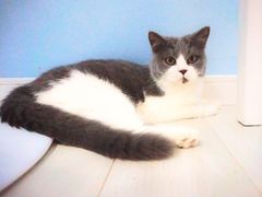 -喵的天空名猫咖啡馆·撸猫·猫舍·用品