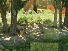 -新疆天山野生动物园