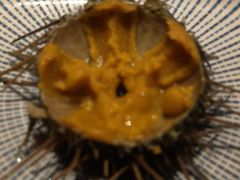 -原志优秀食材·匠心料理·海胆主题(金亿广场店)